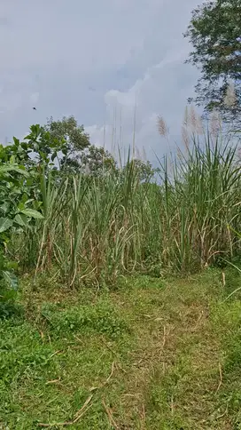 Tanah Murah Di Pajaran Dekat Kota Malang