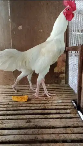 Ayam Putih Mata Putih