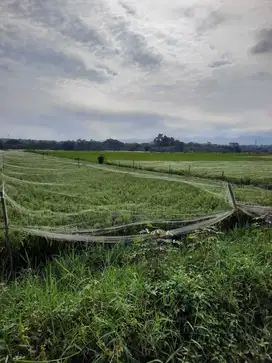 Sawah Produktif Mangliawan Pakis Belakang Wijaya