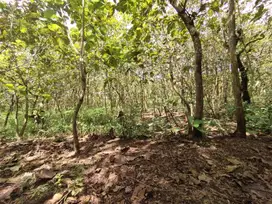 Tanah pekarangan luas 920m shm di selatan polsek semanu