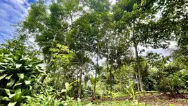 Tanah Kebun Produktif di Perkampungan Bojong Purwakarta Dijual Murah