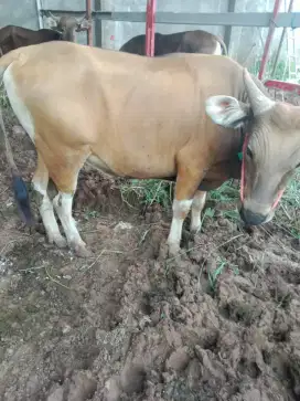Jual Cepat Sapi Sehat Sangat Terawat Kepunyaan Sendiri