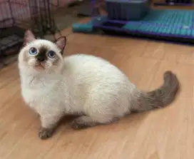 Kucing kitten munchkin male