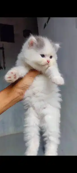 kitten persia usia 3 bulan