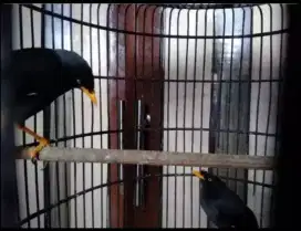 Jalak Kebo Sepasang Gacor