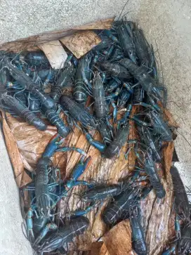 Lobster air tawar