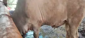 Sapi qurban lokal dan Silangan