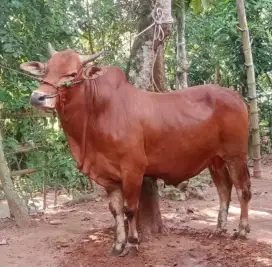 SAPI KURBAN SUPER