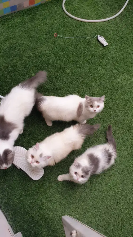 Kucing persia Blue white van