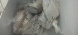 Ikan gurame freezer