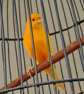 Burung kenari merlok gacor muda, tanpa kandang / sangkar