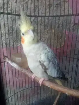 Jual burung palek udah pintar