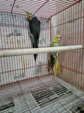 Burung Parkit Australia / Falk