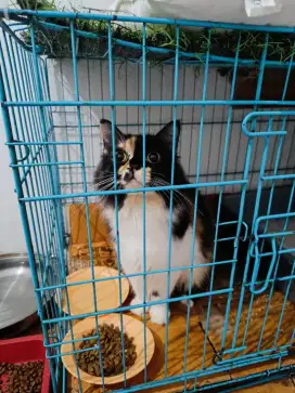 kucing Persian calico