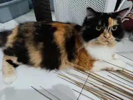 Kucing Persian calico