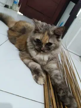 Kitten Persian calico