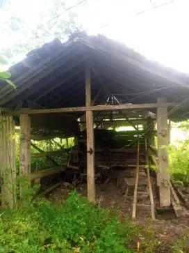 Kandang Sapi Tradisional