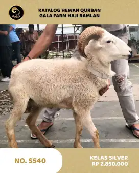 Jual Hewan Qurban Murah Bandung