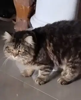 Kitten umur 5 bln cowok gembul