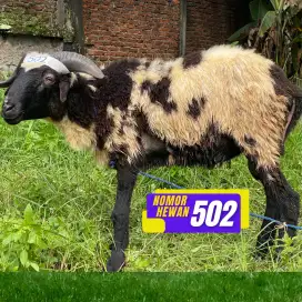 JUAL DOMBA QURBAN