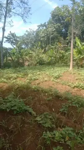 Tanah Darat di Desa Cimande, Caringin, Bogor