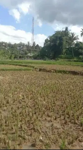 Tanah di Desa Cimande, Caringin, Bogor