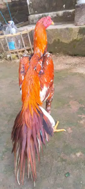 Ayam ekor lidi super