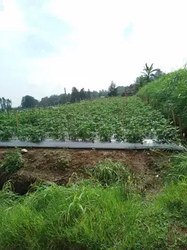 Tanah dijual di kaki gunung Merbabu, lokasi tempat wisata Kopeng