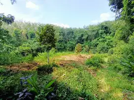 kebun durian murah dikerjo dekat sungai