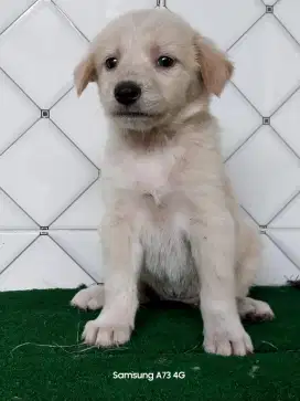 Anakan anjing ras mix