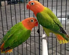 sepasang burung lovebird biola green