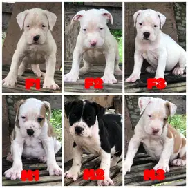 Pitbull XXL size super bigsize