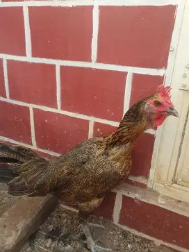 Ayam pelung betina babon