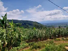 Jual Murah tanah kebon Purwodadi