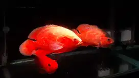Jual 3ekor sekaligus, oskar chilli red, paris tembaga red & red perrot