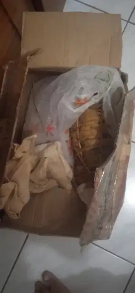 Sarang burung walet 2,5 kg