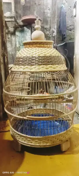 Sangkar perkutut baru