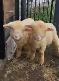 sepasang anakan domba merino super 4 bulanan shaun the sheep lucu unik