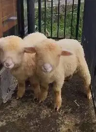 sepasang anakan domba merino super 4 bulanan shaun the sheep lucu unik