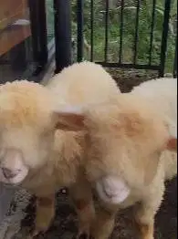 sepasang anakan domba merino super 4 bulanan shaun the sheep lucu unik