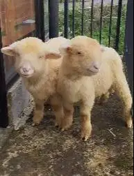 sepasang cempe anakan domba merino super 4 bulanan shaun the sheep top