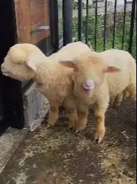 sepasang cempe anakan domba merino super 4 bulanan shaun the sheep top
