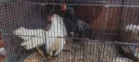 Ayam kate serama