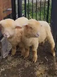 sepasang cempe anakan domba merino superan 4 bulanan shaun the sheep