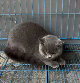Kucing british shorthair bsh british shorthair