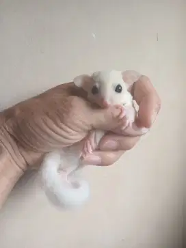 SUGAR GLIDER LEUCISTIC JOEY JANTAN