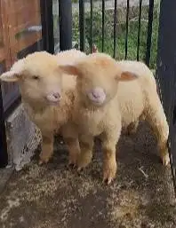 sepasang cempe anakan domba merino 4 bulanan superan shaun the sheep