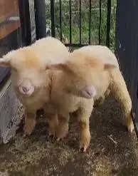 sepasang cempe anakan domba merino 4 bulanan superan shaun the sheep