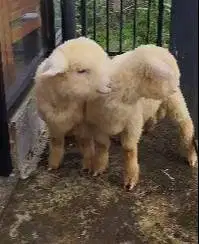 sepasang cempe anakan domba merino super 4 bulanan shaun the sheep top