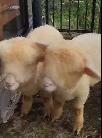 sepasang cempe anakan domba merino super 4 bulanan shaun the sheep top